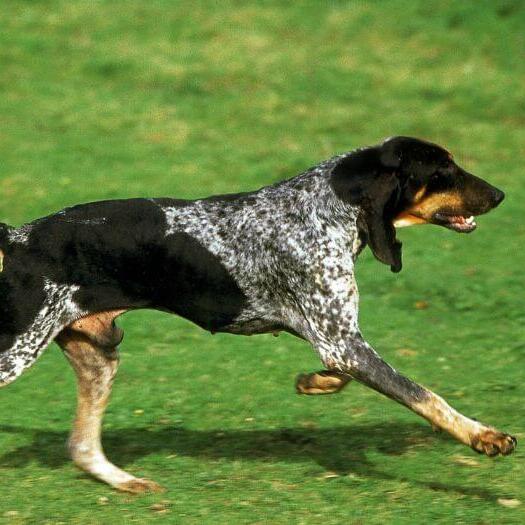 Grand Bleu De Gascogne running on the grass